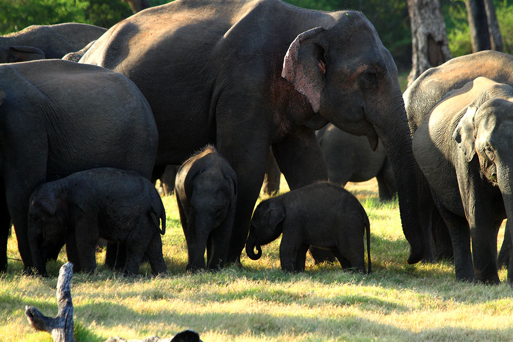 Elephant