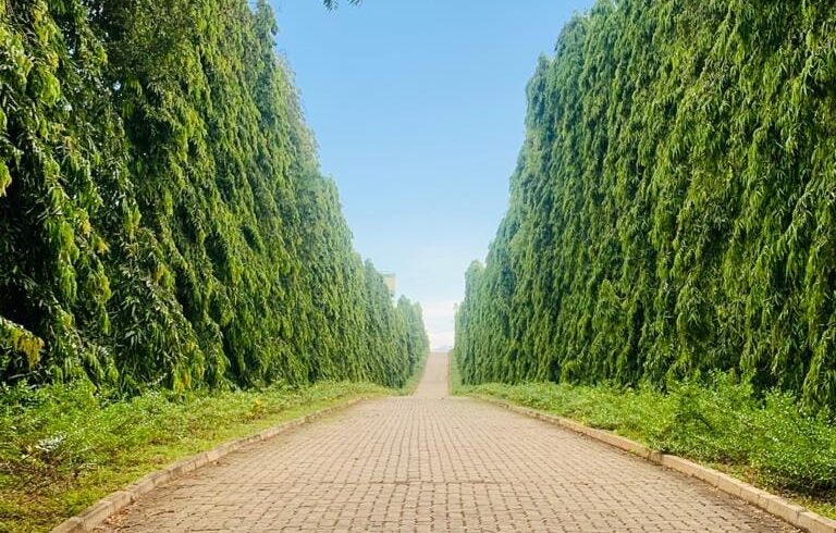 Mirijjawila Garden