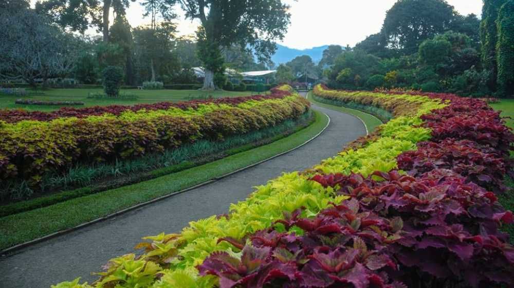 Peradeniya Garden