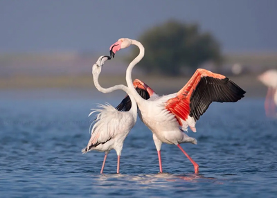 Bundala National Park