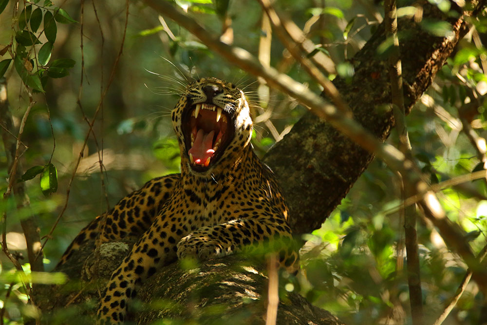 Yala Strict Nature Reserve