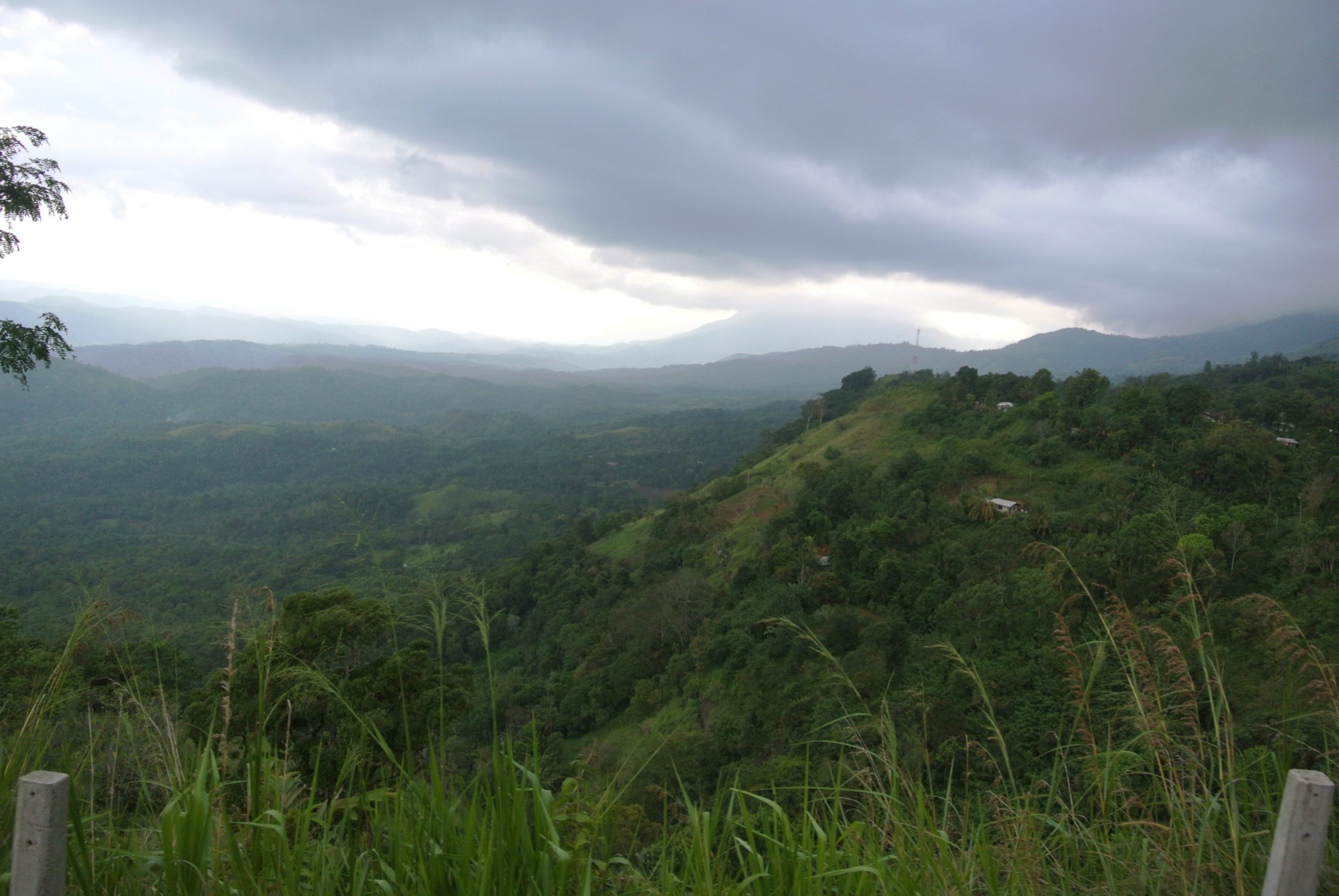 Sri Lankan Rainforest
