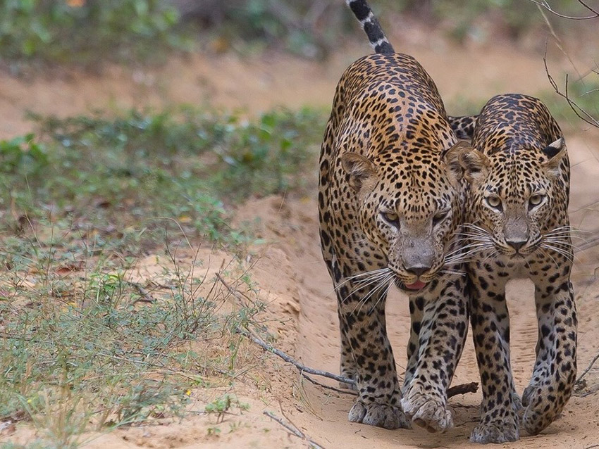 Wilpattu National Park