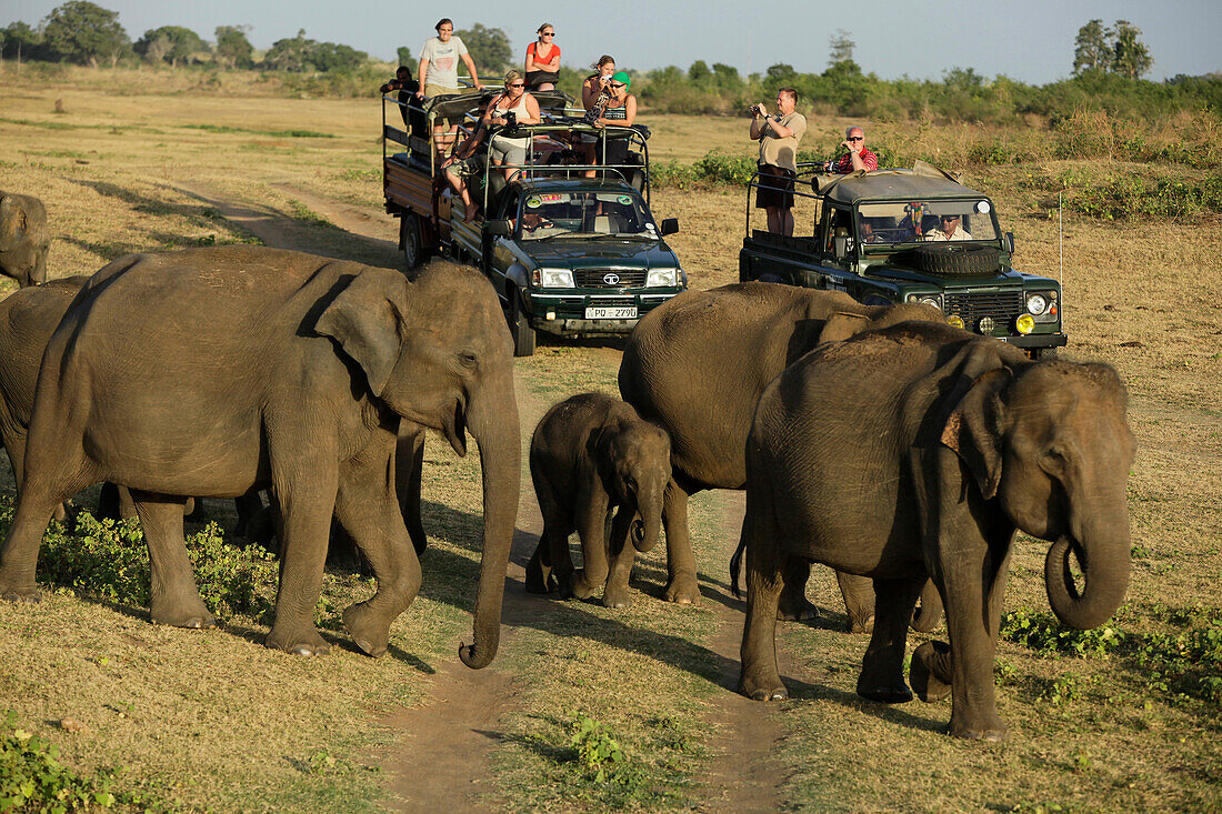 Udawalawe National Park