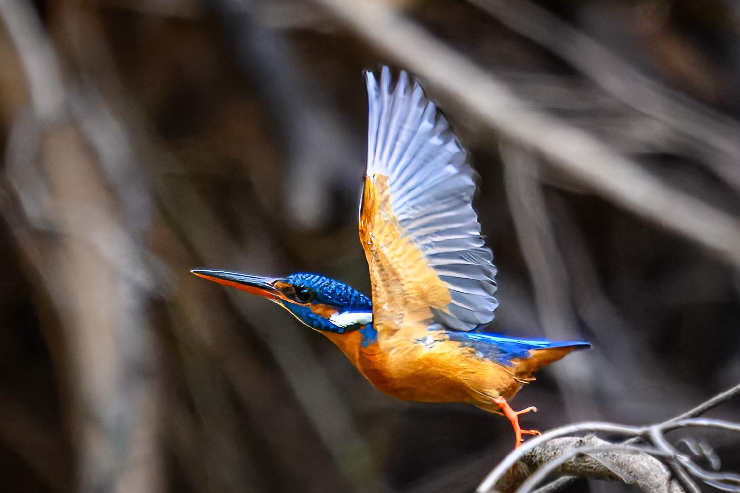 Bird