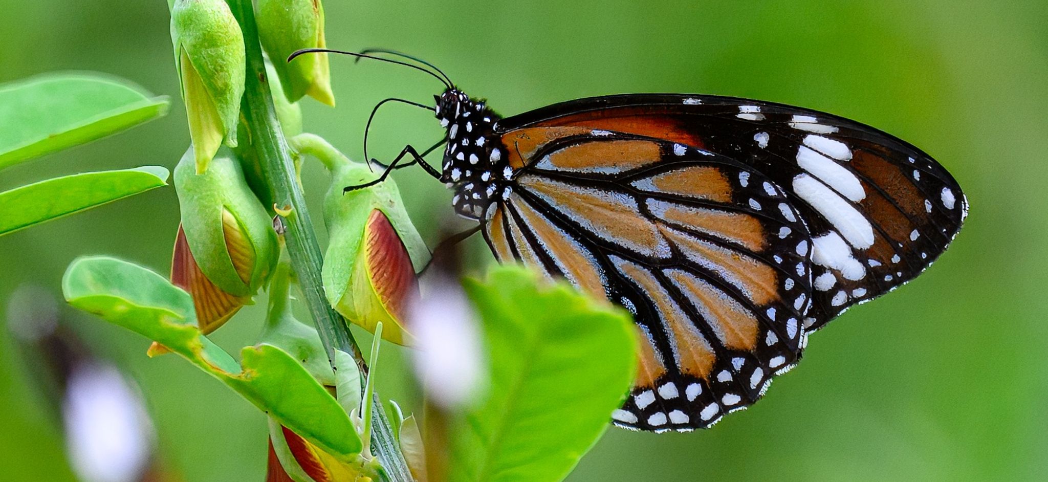 Common Tiger (Danaus genutia) in Sri Lanka