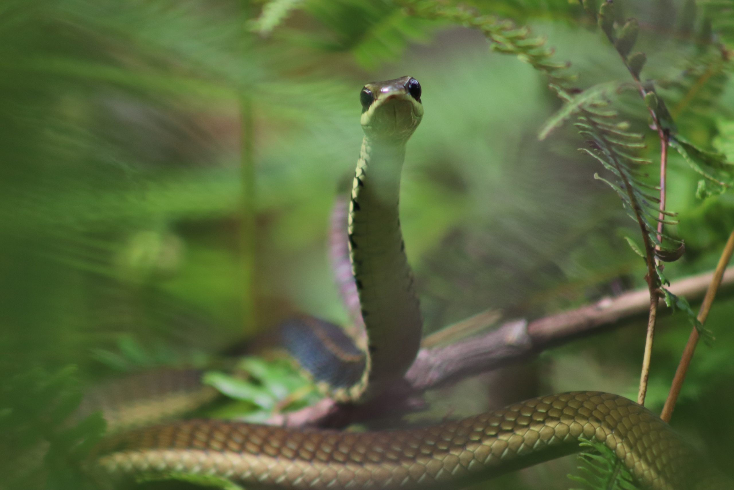 Schokari’s Bronzeback (Dendrelaphis schokari) in Sri Lanka