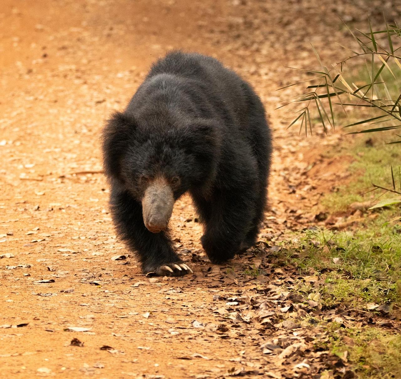 Wasgamuwa National Park