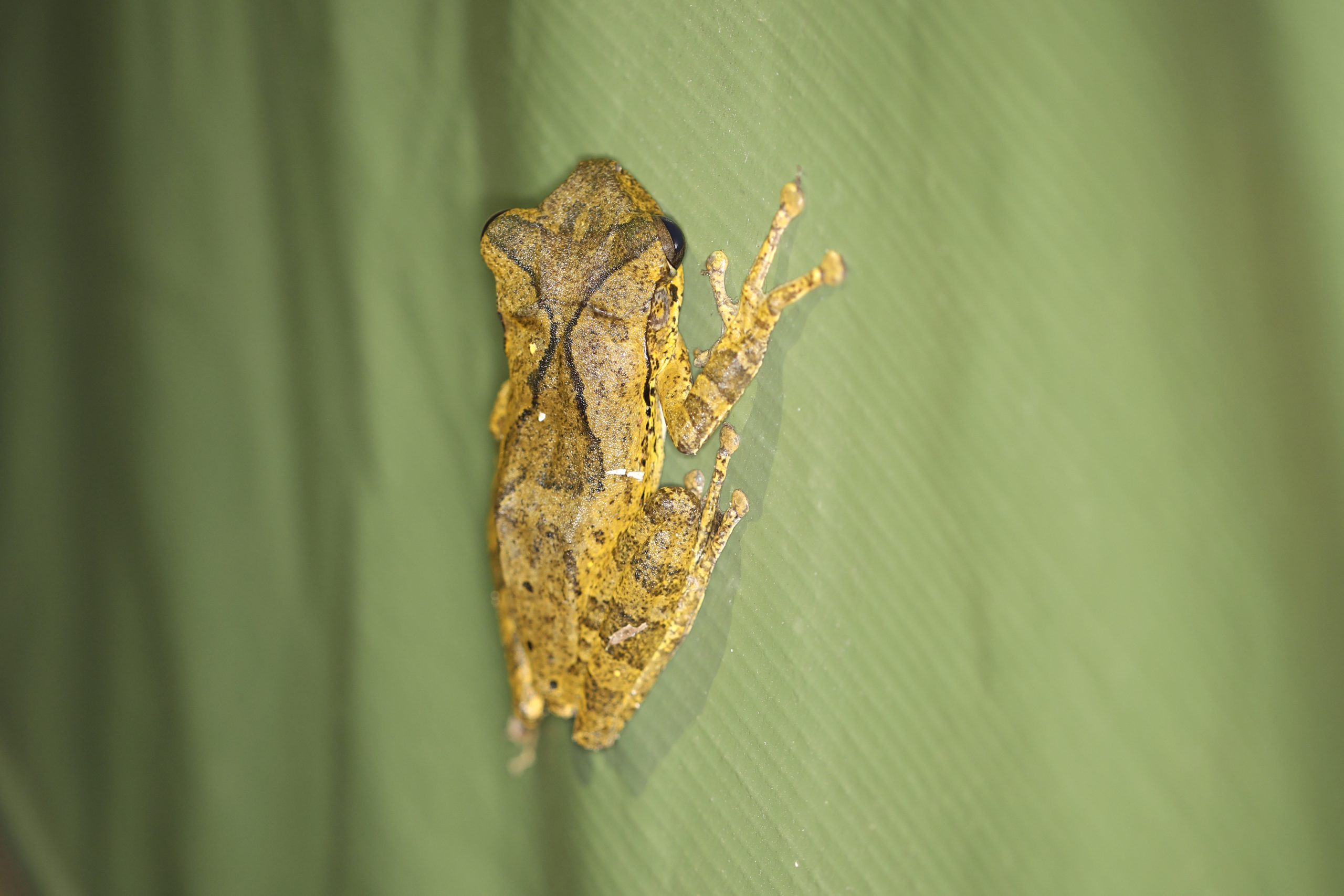 Sri Lankan Endemic Amphibian