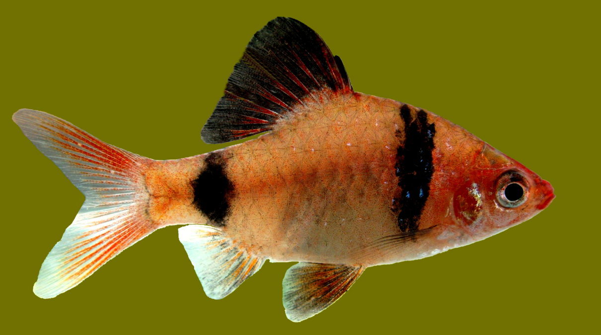 Endemic Freshwater Fish of Sri Lanka